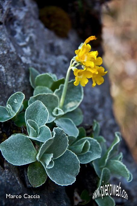 13_Primula Auricola (primula orecchia d'orso).jpg